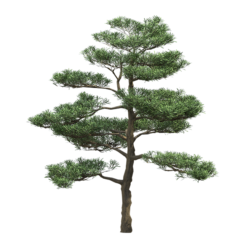 Podocarpus macrophyllus - Buddhist Pine